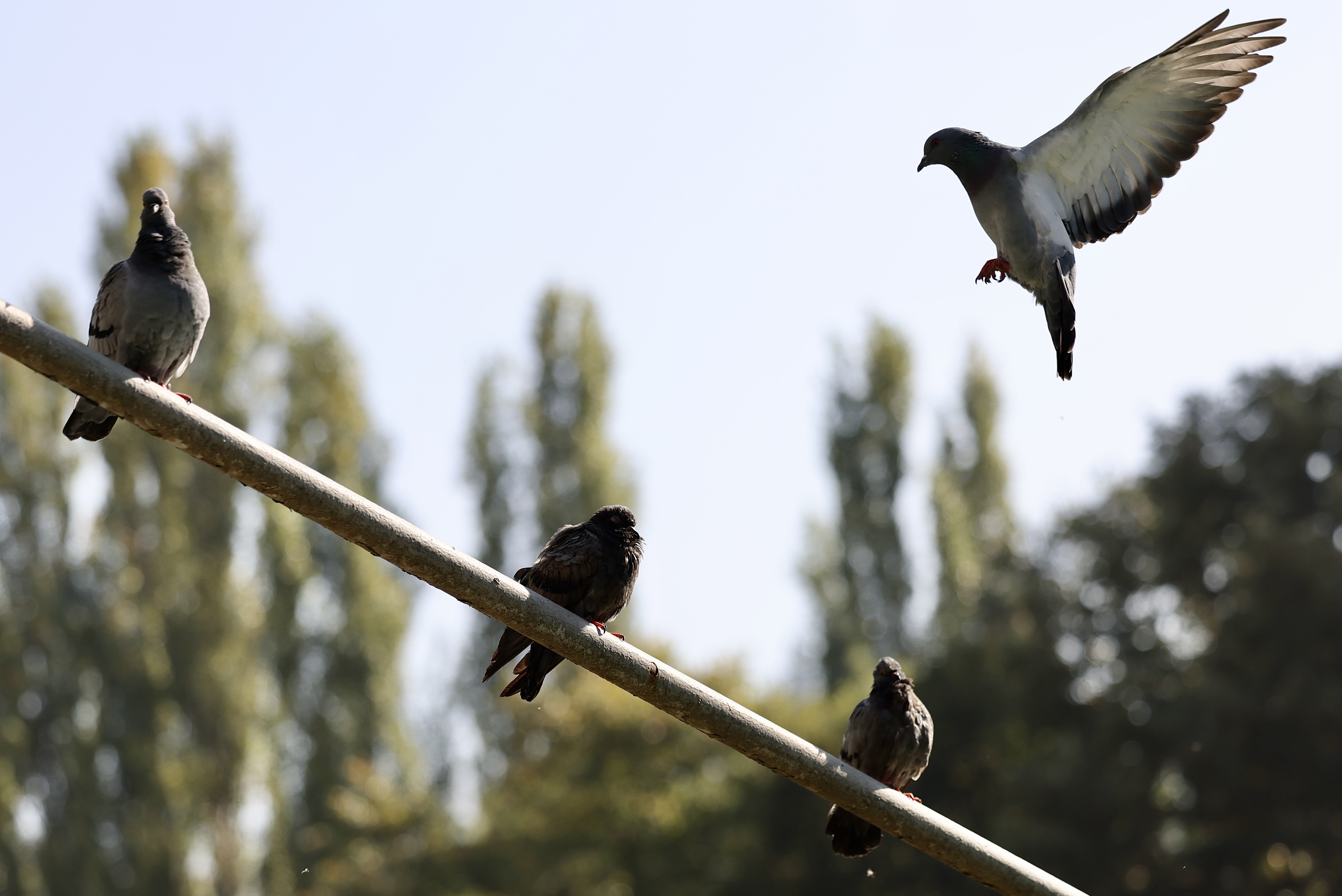 jesen u sarajevu (12)