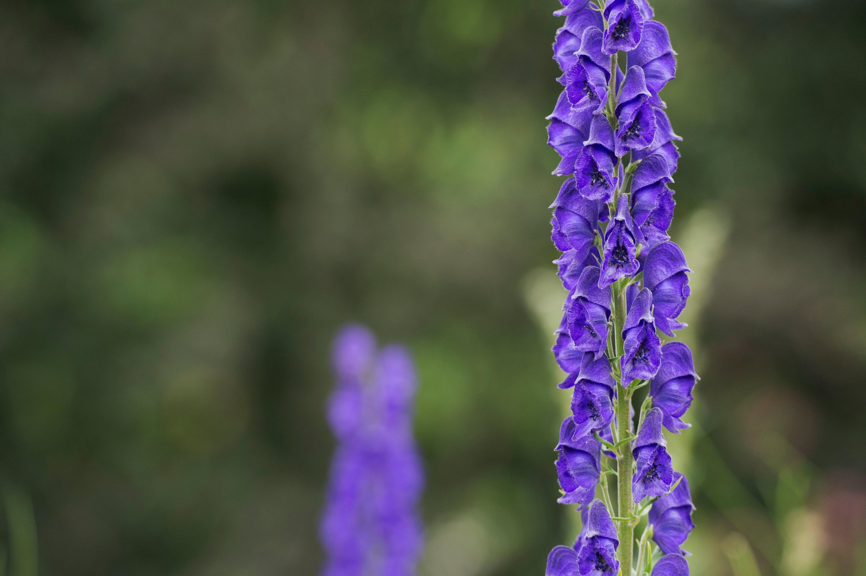 Aconitum napellus. Monkshood flower. Aconite flowers