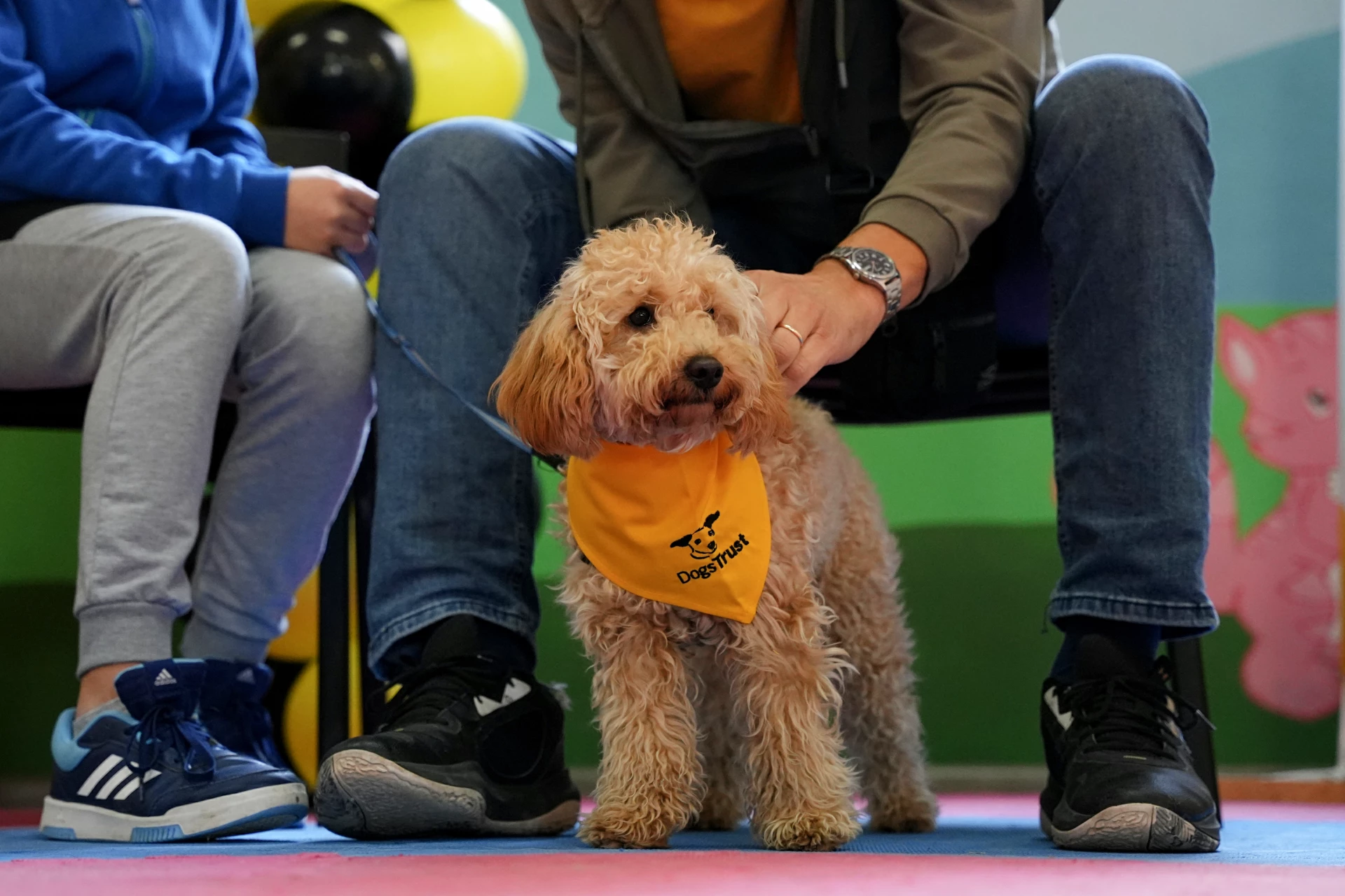 besplatna obuka pasa u mostaru