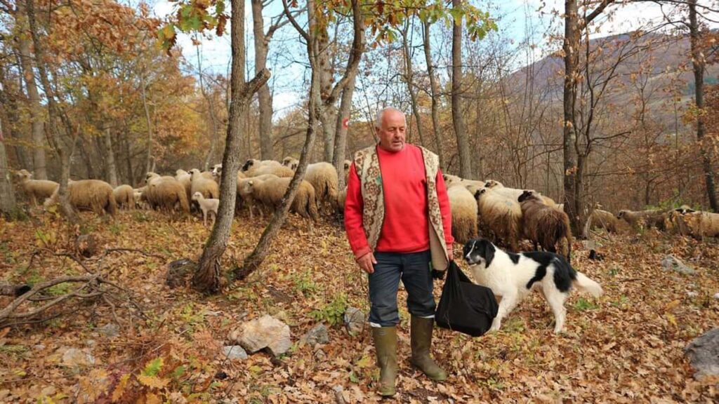 1732541148-Abdulah-Dule-Mesanovic-u-poznim-godinama-cuva-ovce-svaki-dan-1024x576.jpg