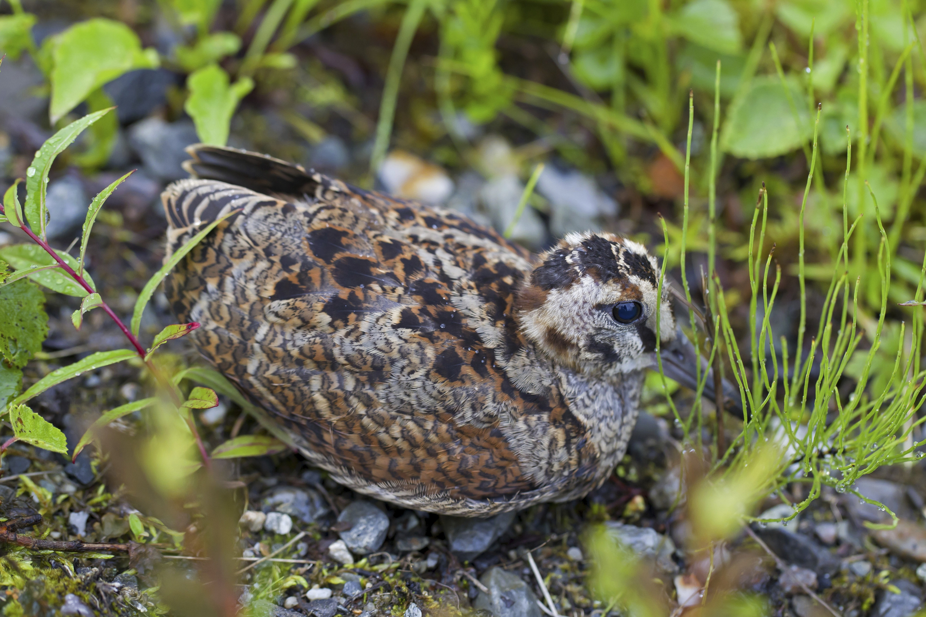 profimedia-0805892725