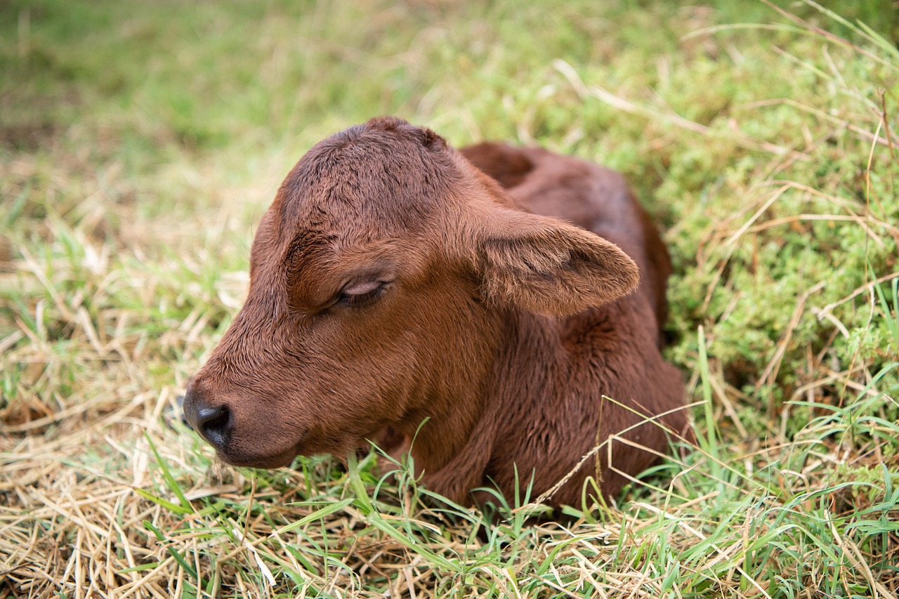 calf-6992480_1280