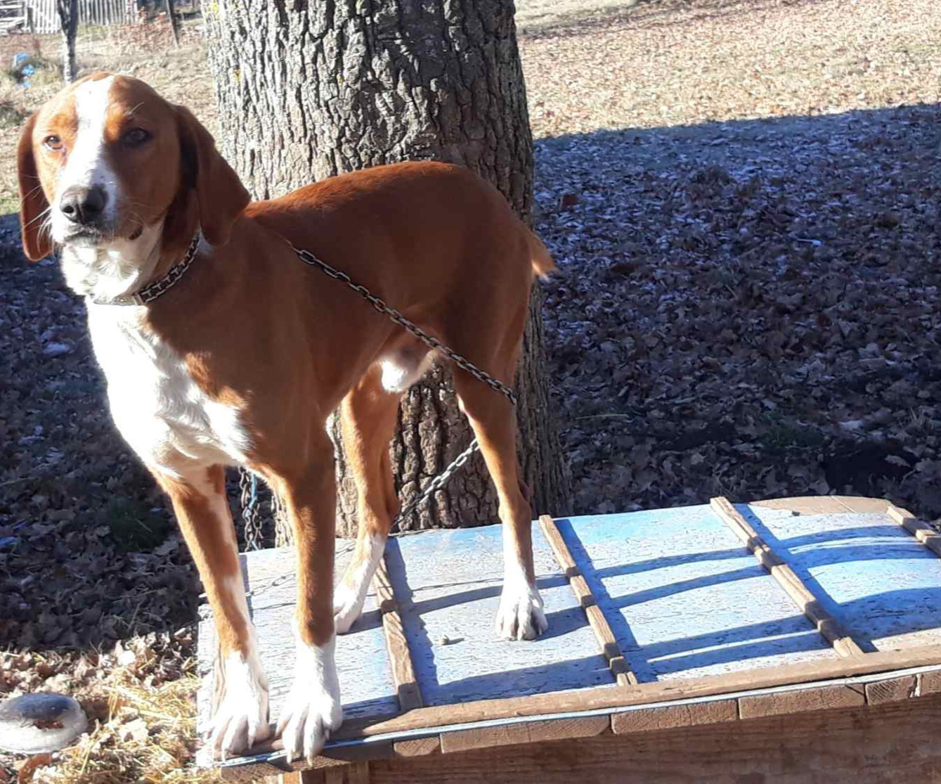 Дрвар - пас Симба