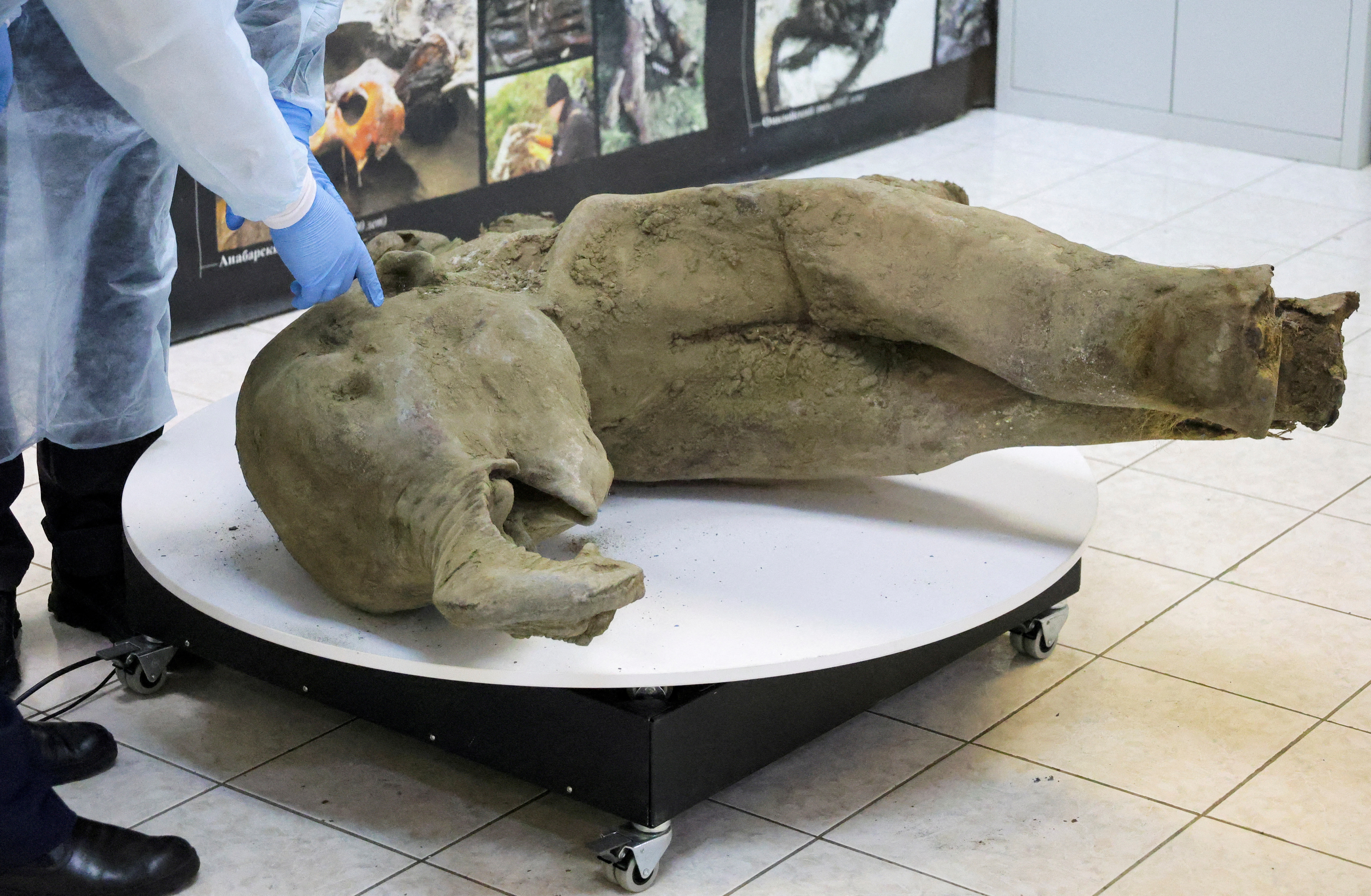 Remains of a well-preserved baby mammoth discovered in Siberian permafrost