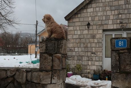 pas kod kuće ubijenih dječaka na cetinju