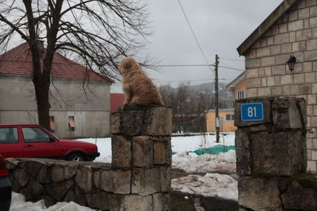 pas-kod-kuce-ubijenih-decaka-6-460x0-1