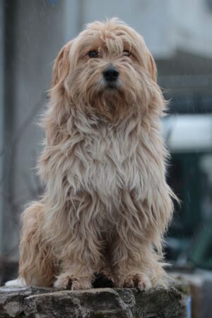 pas-kod-kuce-ubijenih-decaka-460x0-1-300x450