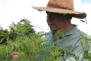 1737119861-Luis-May-Ku-49-examines-fully-grown-wild-indigo-Indigofera-suffruticosa-plants-or-Choj-in-Maya-he-discovered-close-to-his-milpa-Maya-farm-in-Dzan-Yucatan-Mexico-on-9-September-2024-300x200.jpg