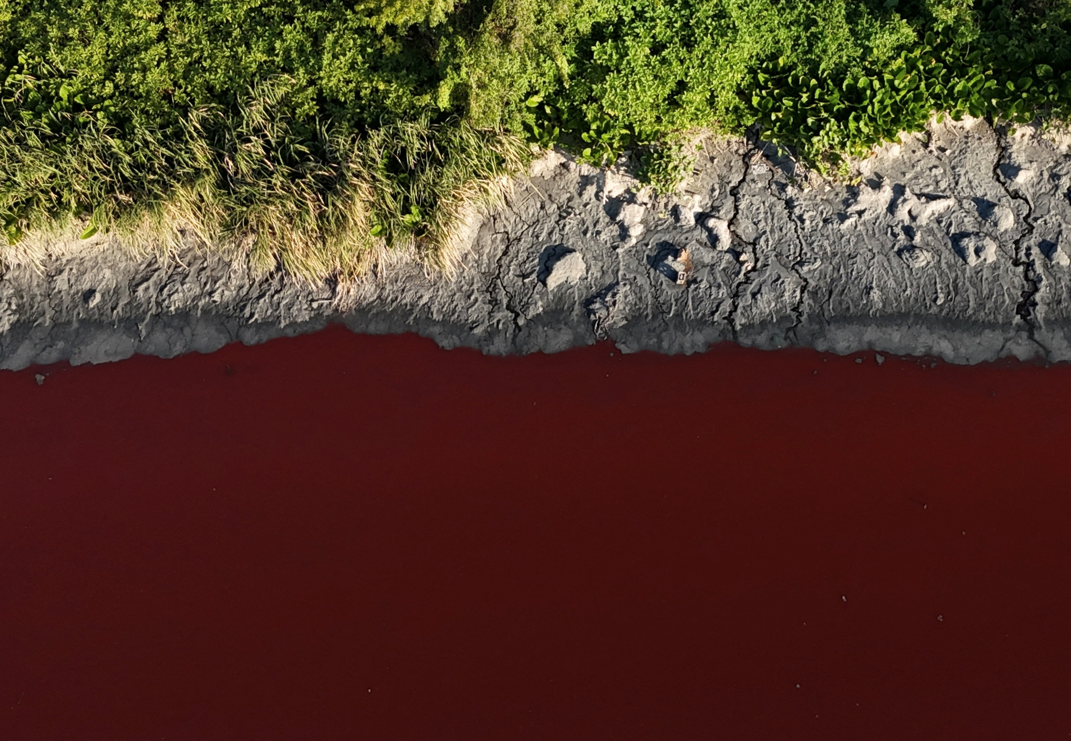 A stream turns red for unknown reasons, in Buenos Aires