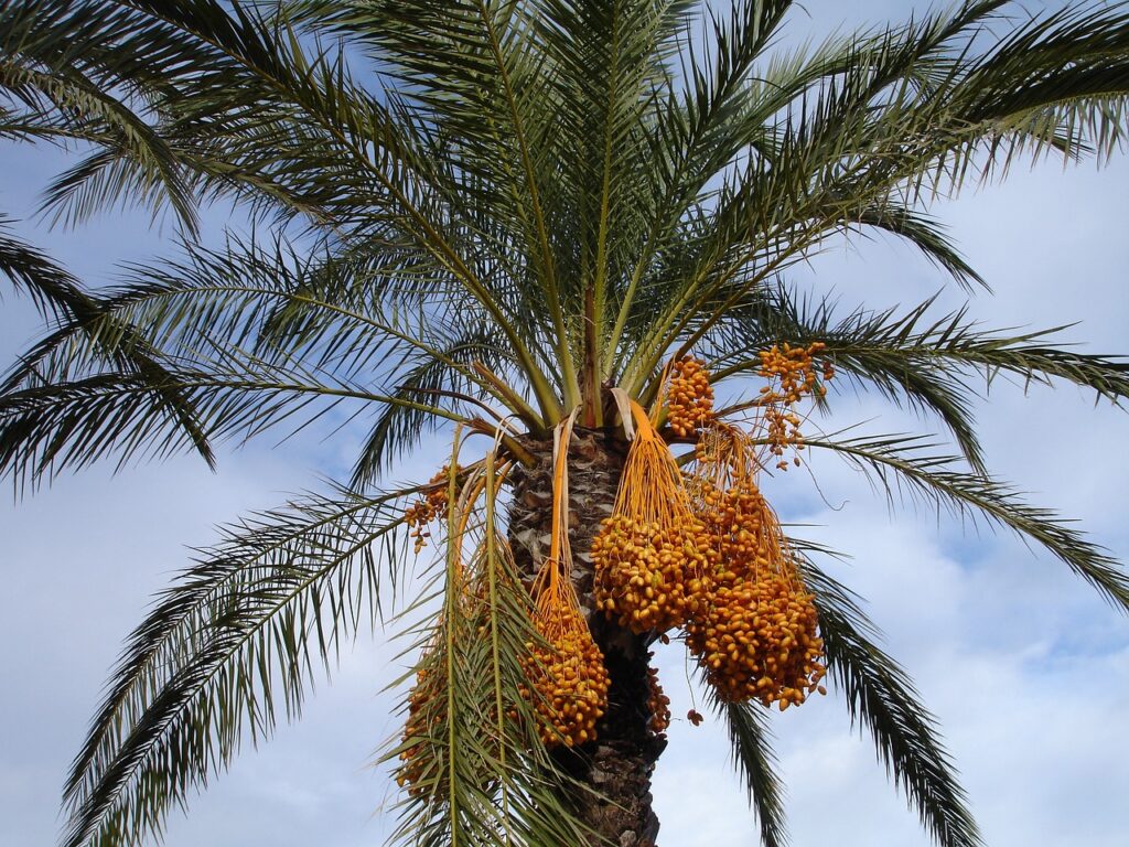 1739892350-date-palm-223250_1280-1024x768.jpg