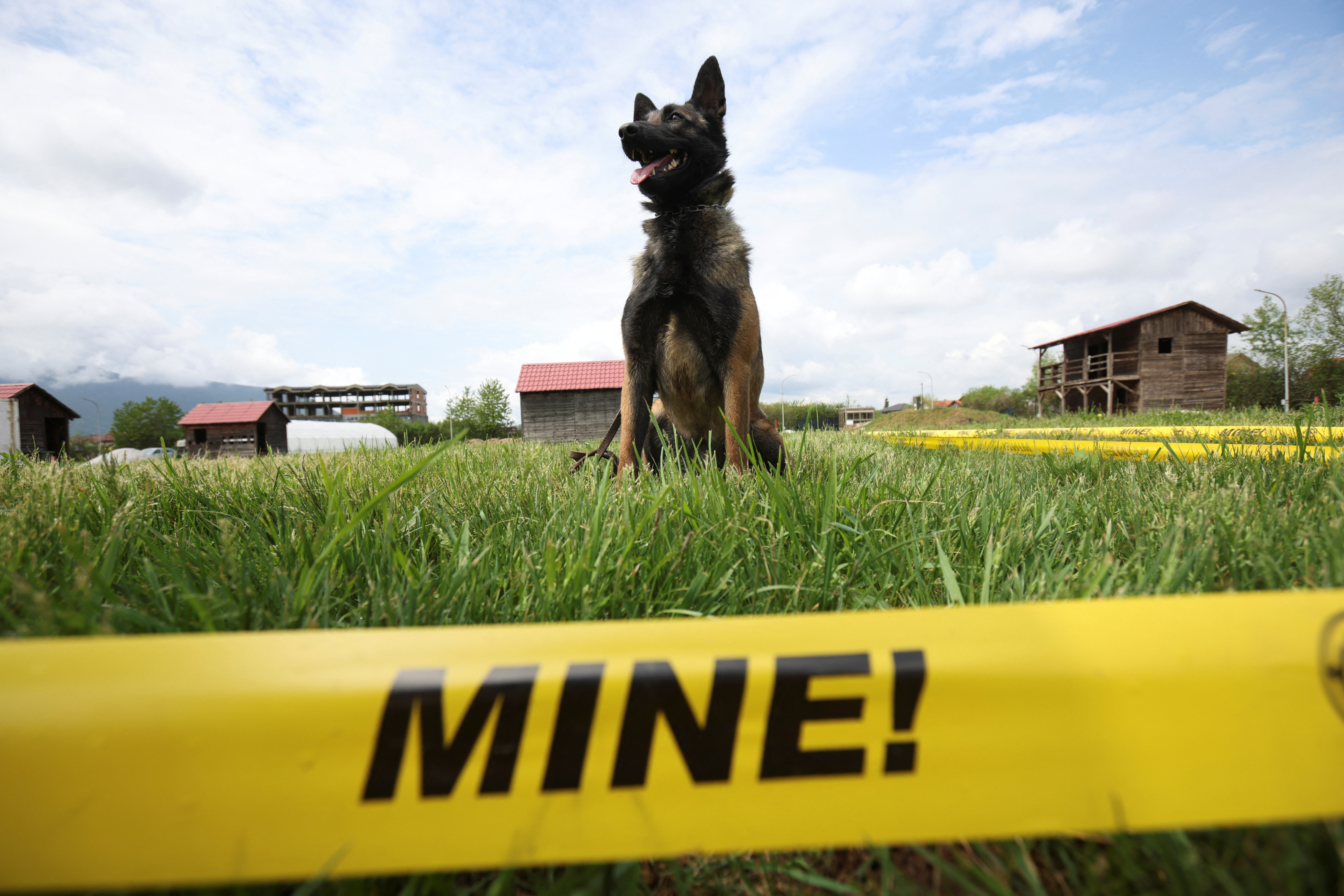 Mine detection dog training in Sarajevo