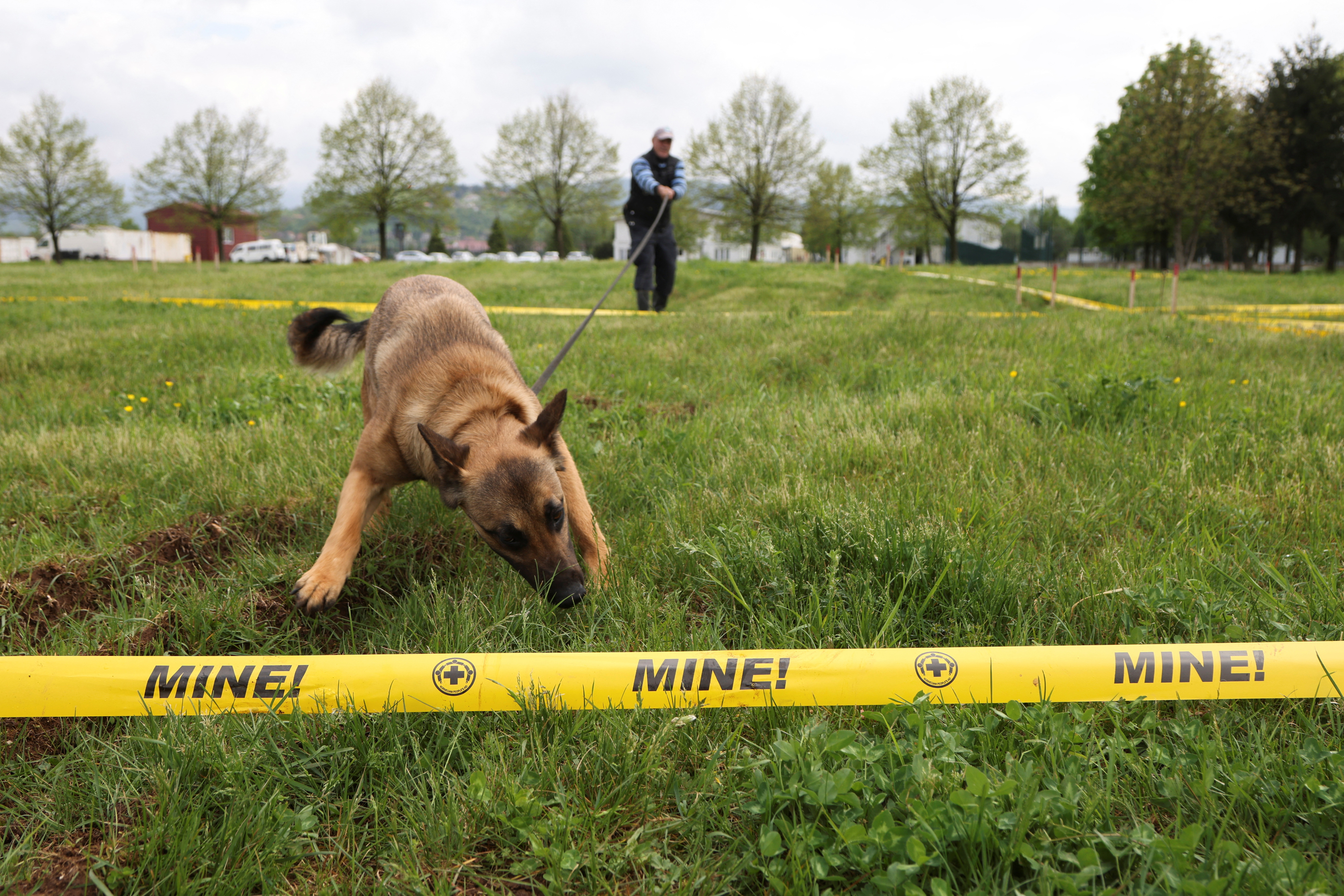Mine detection dog training in Sarajevo