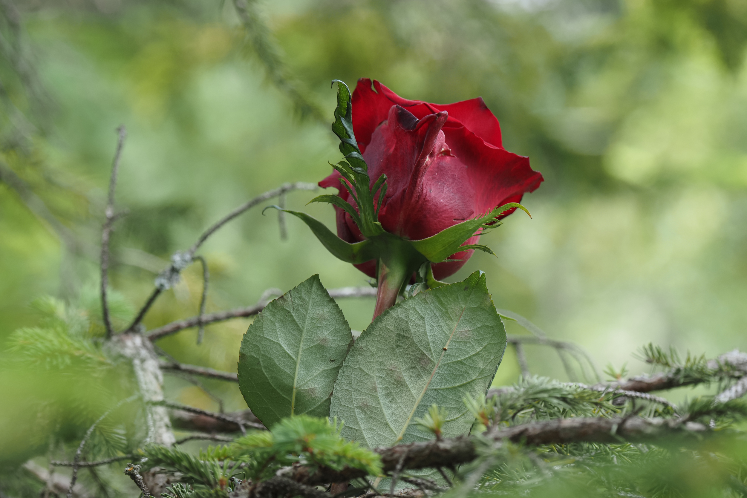 Korićanske stijene,