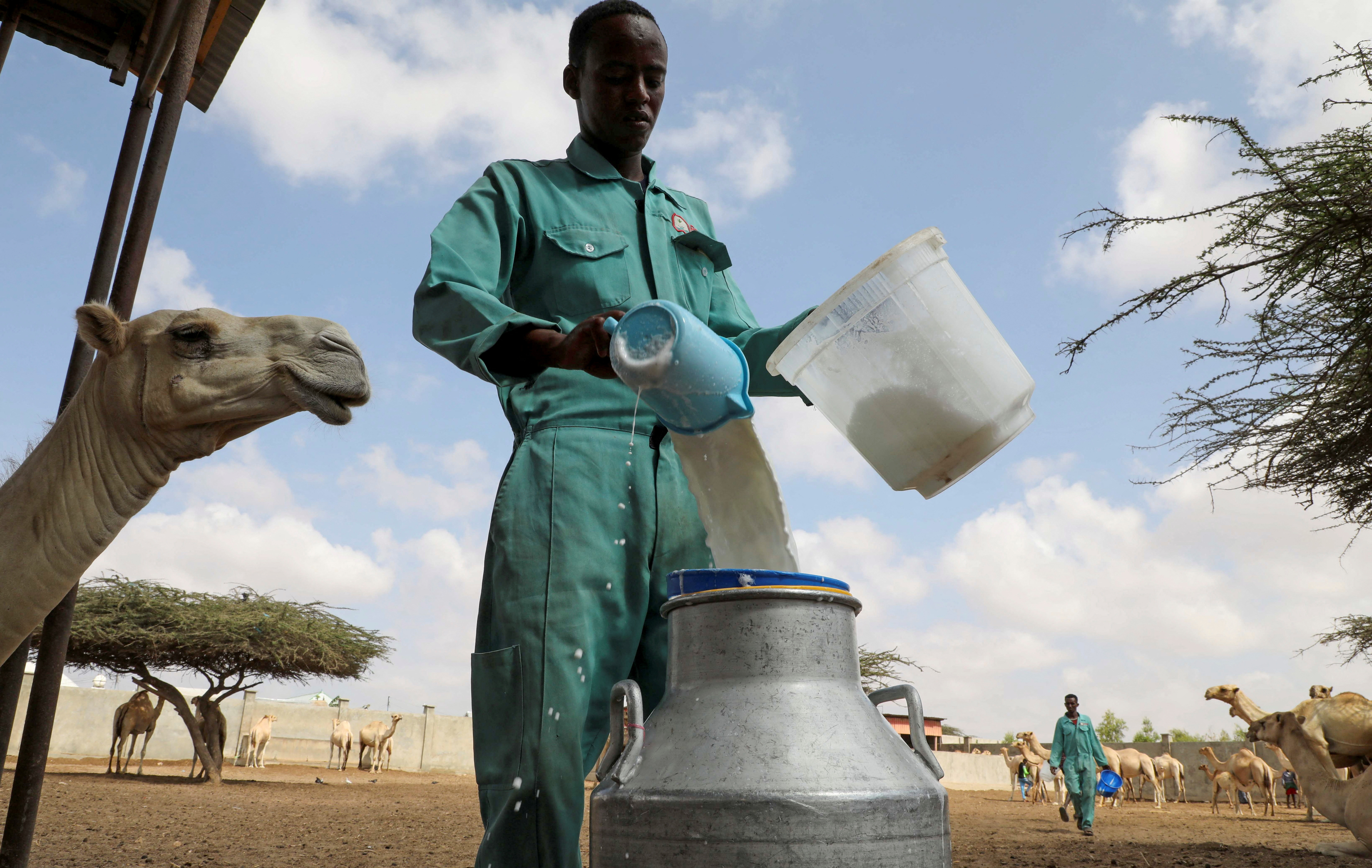 A Somali herder collects camel milk at a zero-grazing unit that confines animals and relies on purchased feed as traditional camel herders in Somalia revolutionize their ancient practices to survive devastating droughts and floods driven by climate change