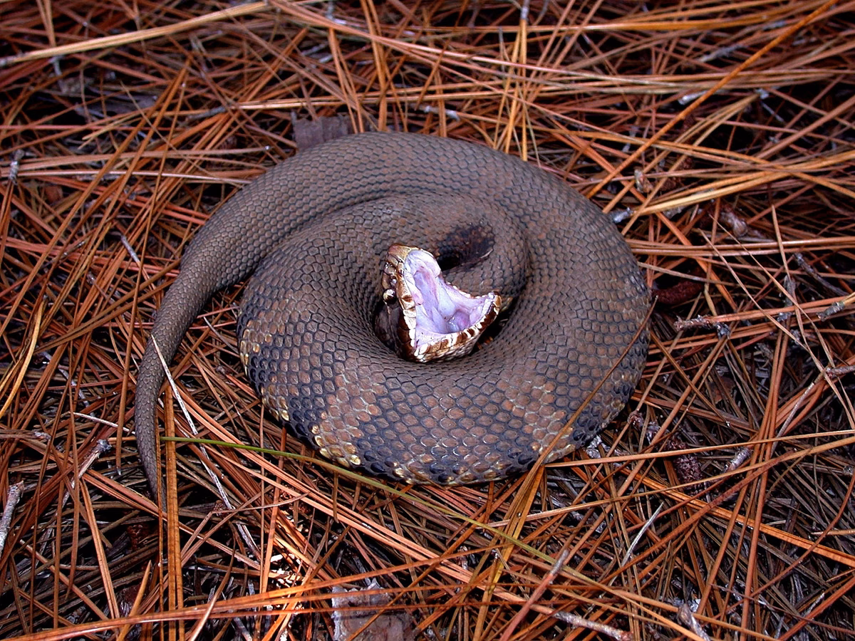 1779701456_fotoshoptofs-snake-13.format-avif.width-1200