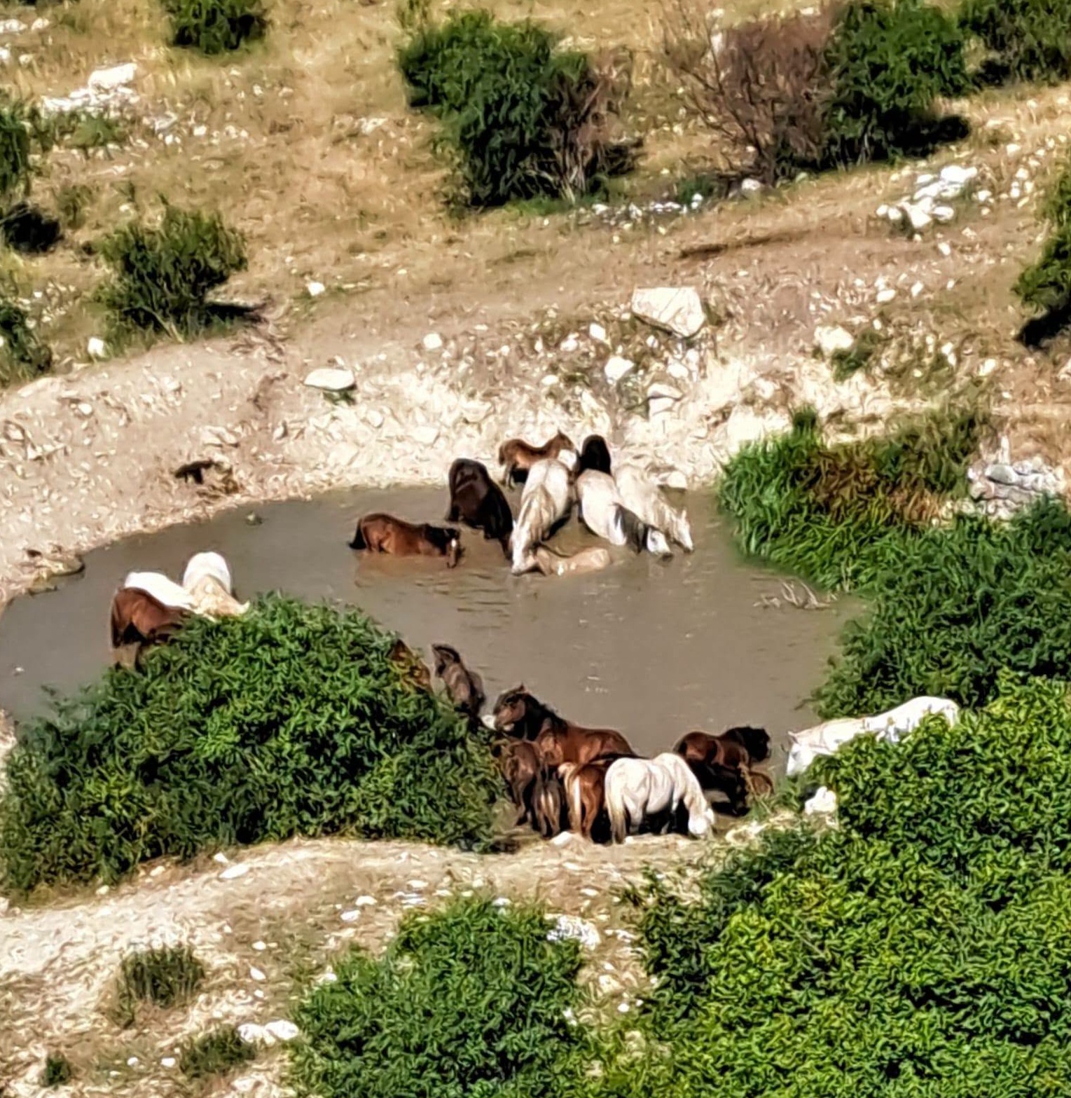 -konji-livno-772230067_2617409462009999_3122077325784605667_n