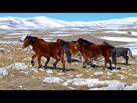 galop-divljih-konja-u-podnozju-pl.format-avif.width-500