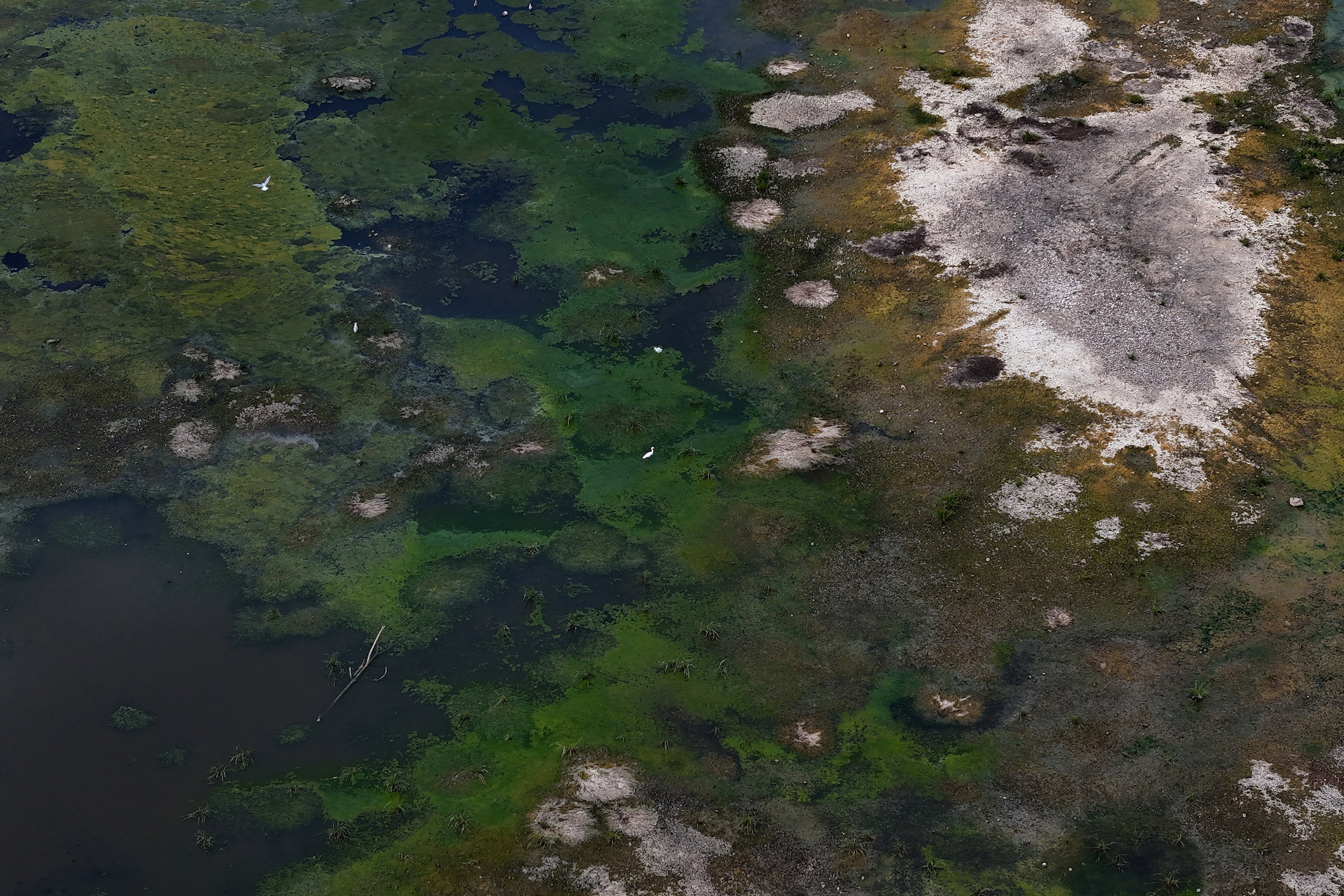 A drone view of a bird standing on the exposed riverbed of the Danube River at record-low water levels, in Sandrovo, Bulgaria, August 13, 2026. REUTERS/Stoyan Nenov