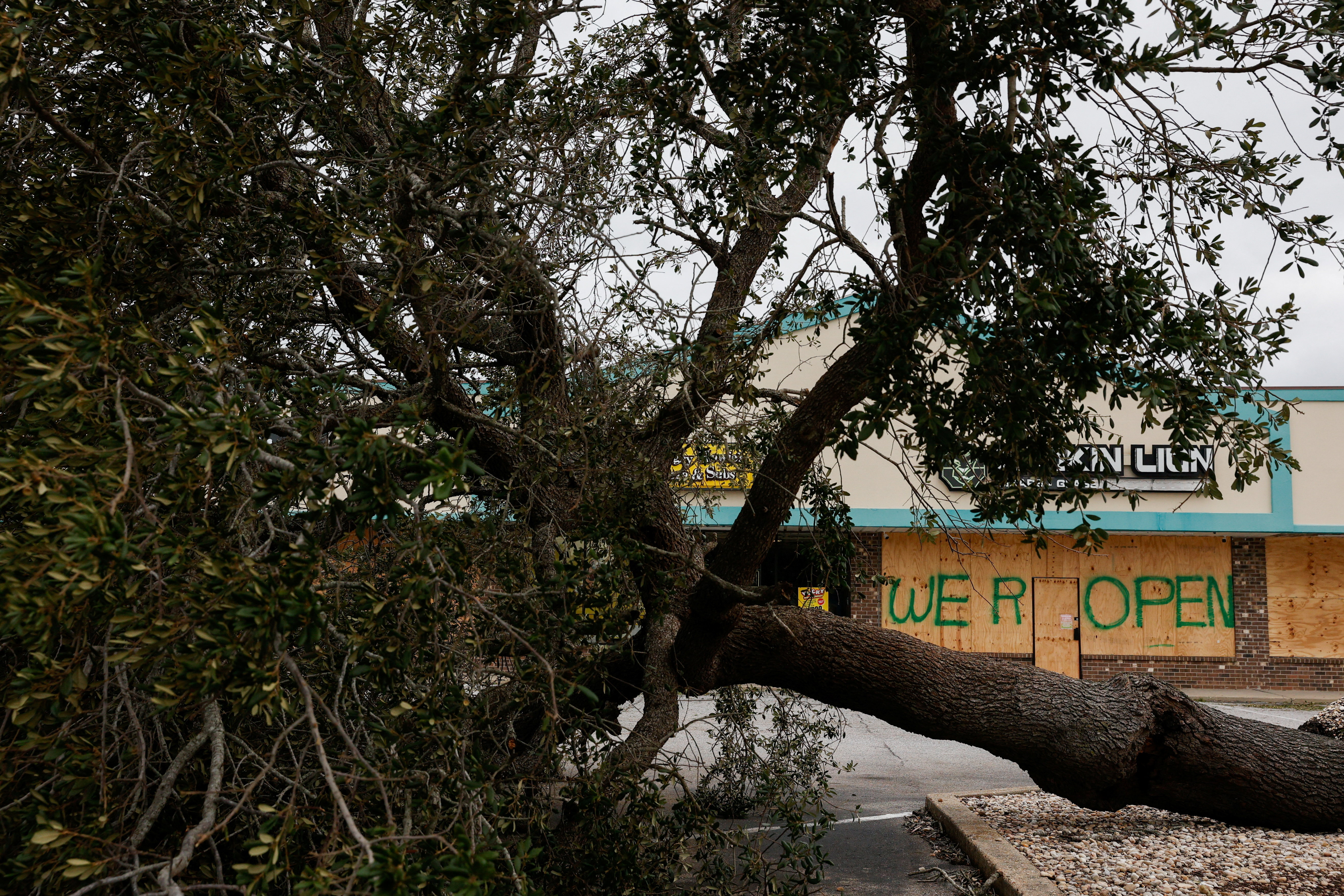 A tree lies uprooted in the aftermath of Hurricane Isaias in Gulf Breeze, Florida, U.S., October 10, 2026. REUTERS/Marco Bello