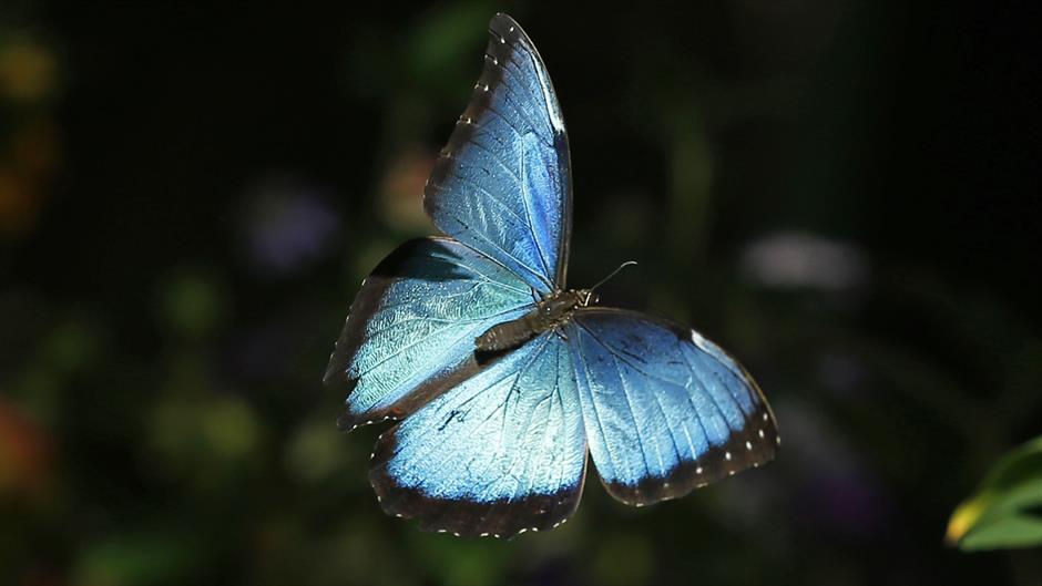 2015-03-14T001835Z_76377590_GM1EB3E0M2O01_RTRMADP_3_USA-ANIMALS