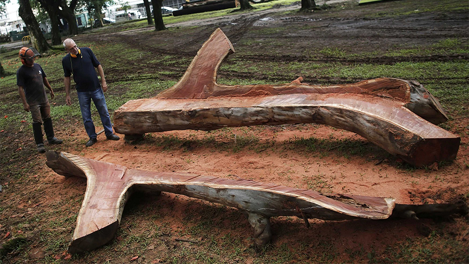 2015-03-18T045603Z_333941528_GM1EB3I0ZKA01_RTRMADP_3_BRAZIL-ART-TREES