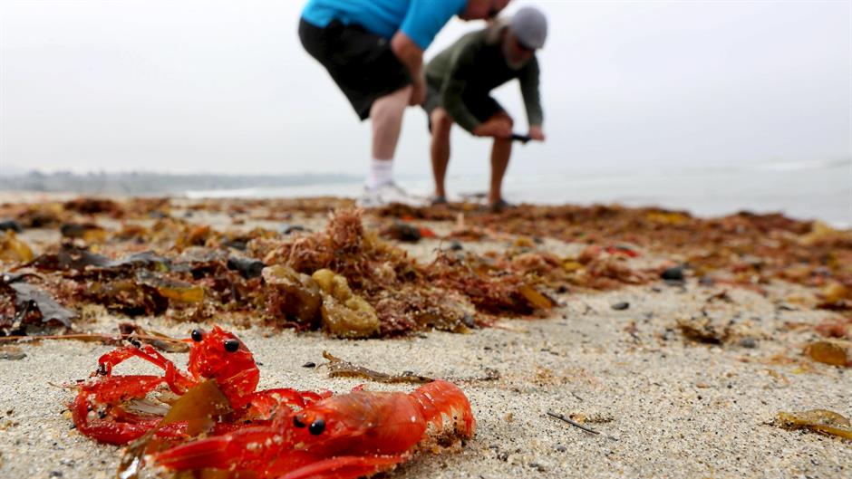 2015-06-17T212215Z_1198914604_GF10000131053_RTRMADP_3_USA-CRABS-CALIFORNIA