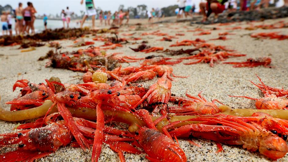 2015-06-17T212226Z_853682517_GF10000131055_RTRMADP_3_USA-CRABS-CALIFORNIA