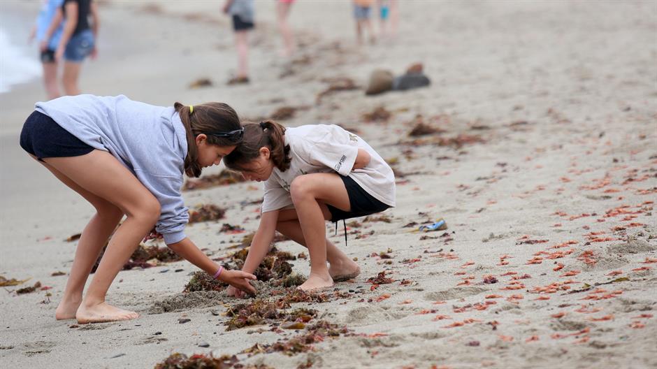 2015-06-17T212234Z_2072004240_GF10000131056_RTRMADP_3_USA-CRABS-CALIFORNIA