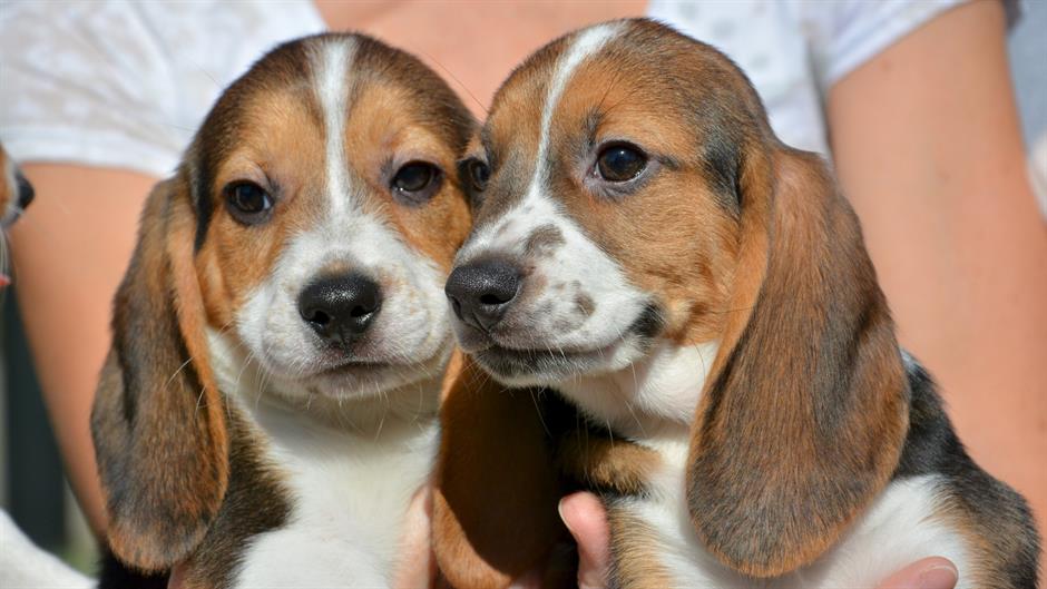 2015-12-09T233952Z_681565174_GF10000260611_RTRMADP_3_SCIENCE-DOGS-IVF