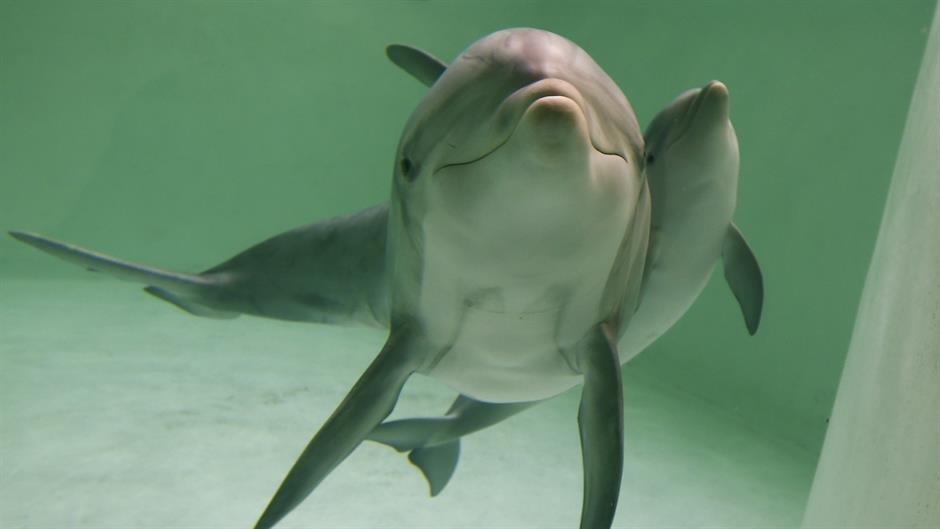 2016-02-17T134347Z_2091056801_D1AESNOCZBAC_RTRMADP_3_GERMANY-ODD