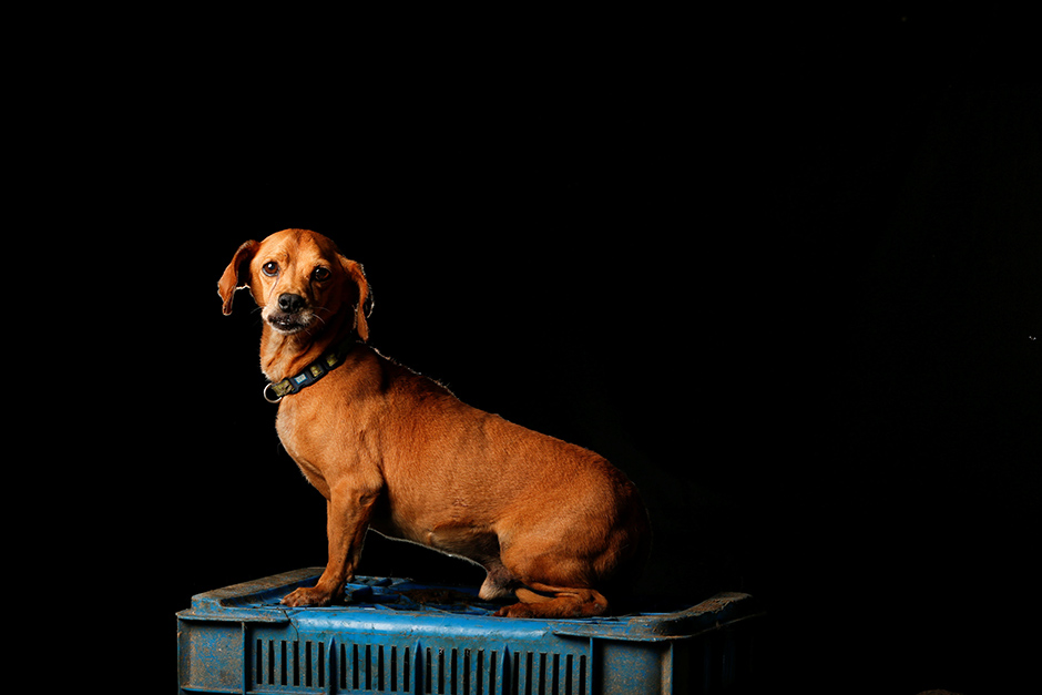 2016-09-07T140622Z_1406152302_S1AETZYCNUAA_RTRMADP_3_VENEZUELA-ECONOMY-ANIMALS