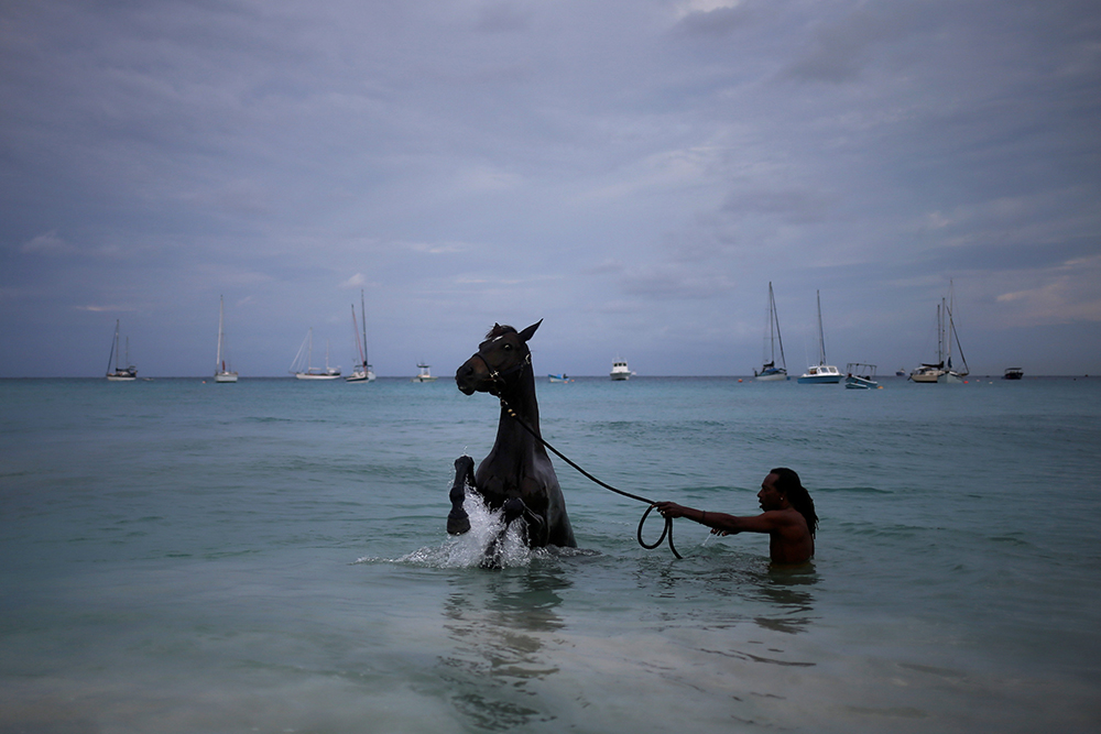 2016-12-01T140248Z_2045238799_RC18DD5052E0_RTRMADP_3_BARBADOS-HORSES