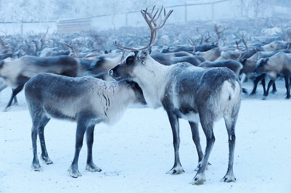 2016-12-14T110054Z_2055228225_RC12182196E0_RTRMADP_3_RUSSIA-REINDEER