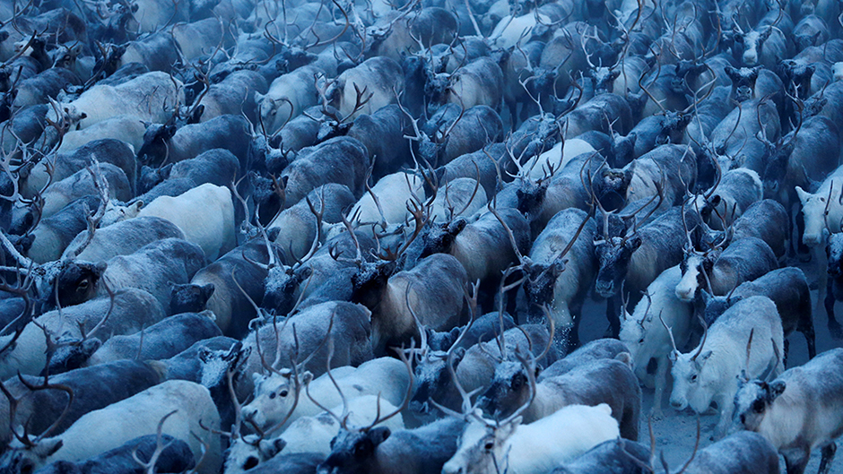 2016-12-14T110238Z_1140295054_RC1EFCD0C0F0_RTRMADP_3_RUSSIA-REINDEER 11