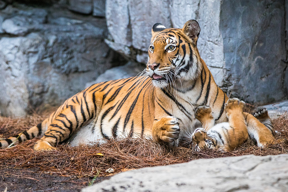 2016-12-14T192250Z_1488011057_RC1571D1AE20_RTRMADP_3_FLORIDA-TIGERCUB