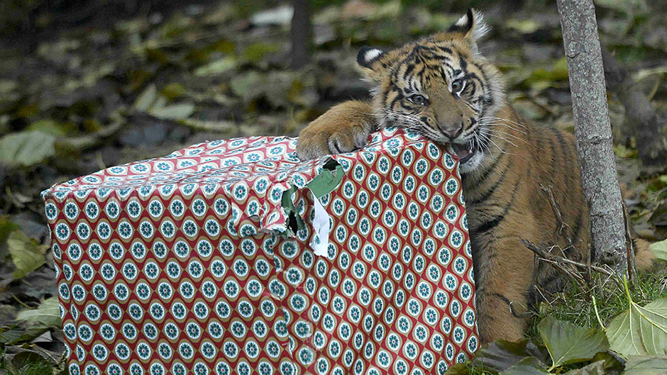 2016-12-15T113447Z_435120223_LR1ECCF0W5OER_RTRMADP_3_CHRISTMAS-SEASON 11