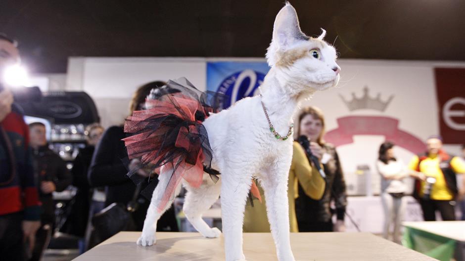 20160306_2_14616364_6052320