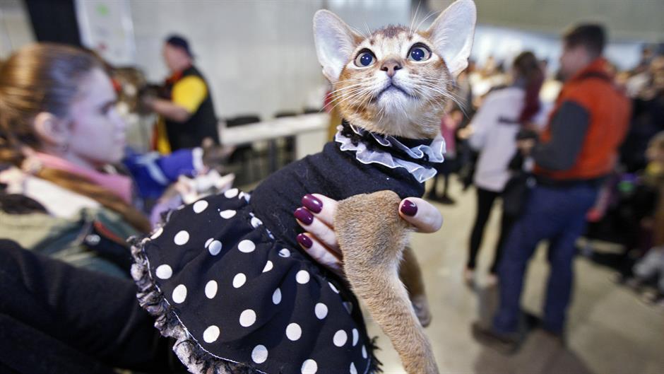 20160306_2_14616364_6052324