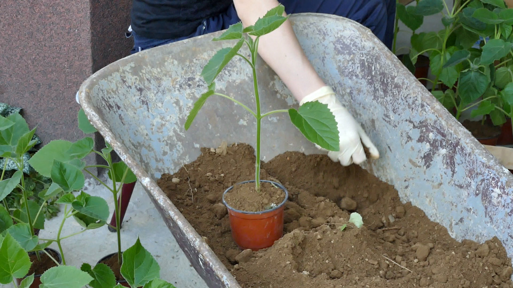 20160611_2_17453602_11233261 (1)