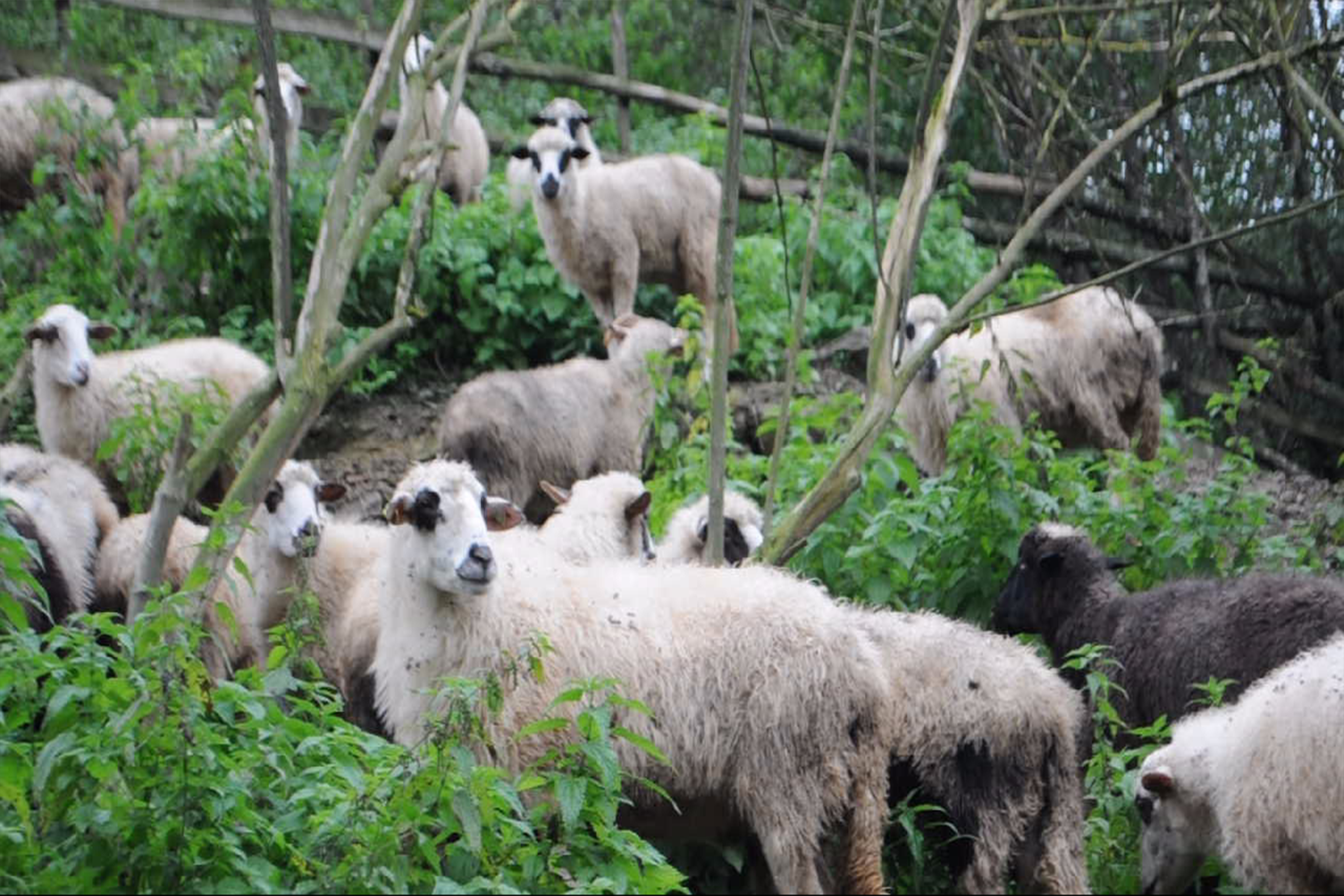 20161008_2_19453744_14825851