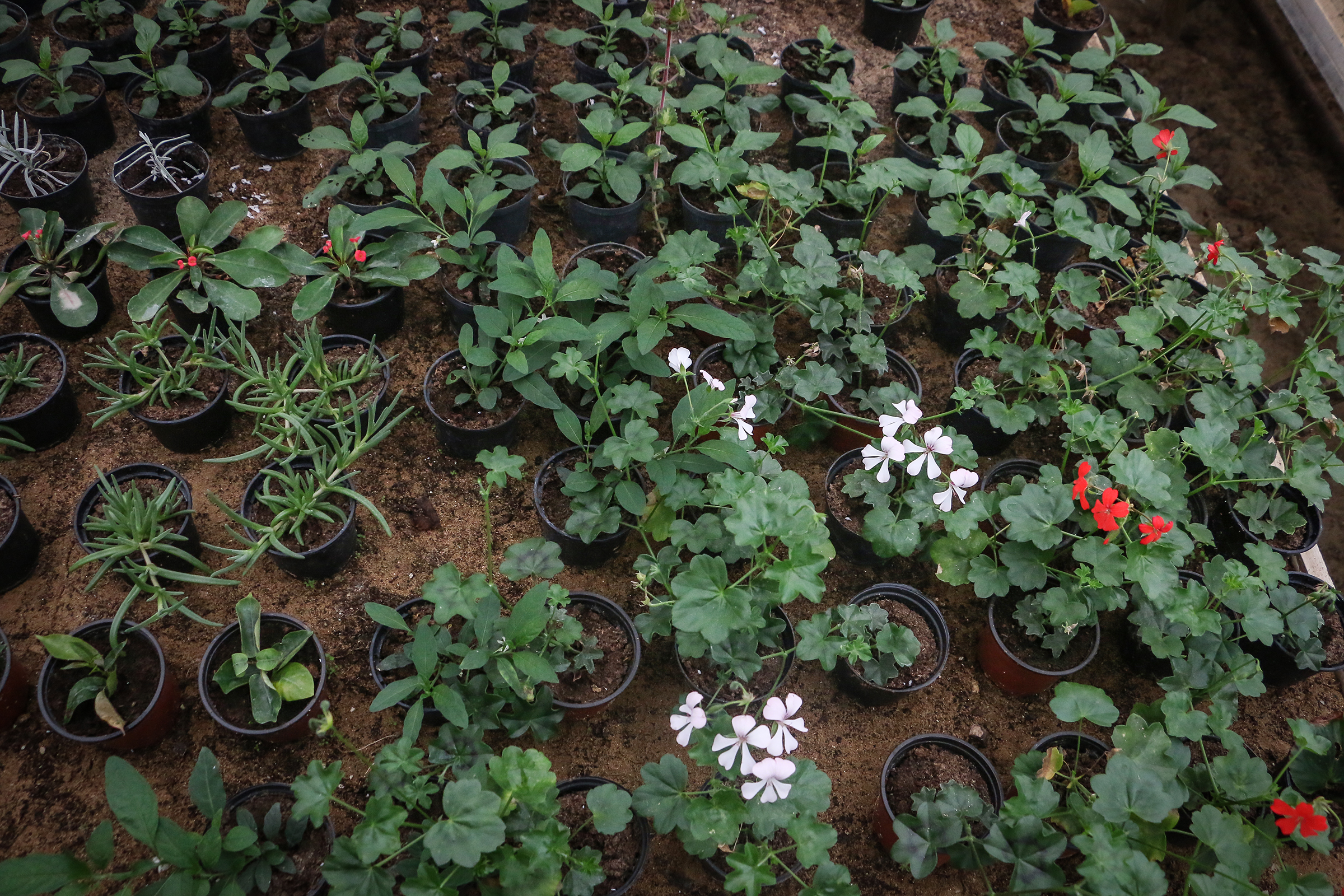 20161127_2_20376569_16440850