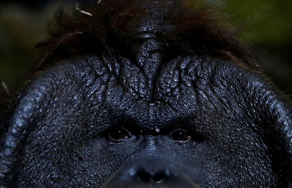 REUTERS/David W Cerny