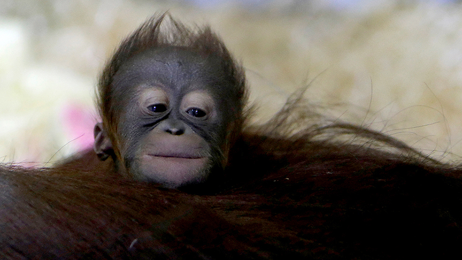 2017-01-04T152831Z_2050520915_RC13B9546860_RTRMADP_3_CZECH-BABYORANGUTAN 11