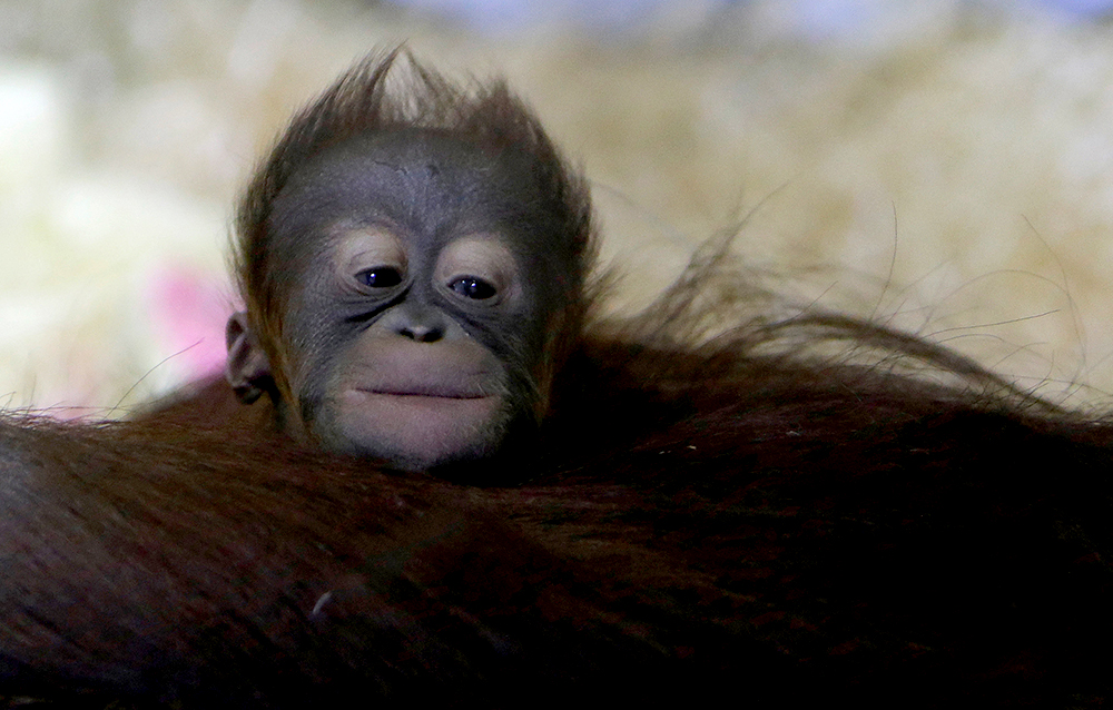 REUTERS/David W Cerny