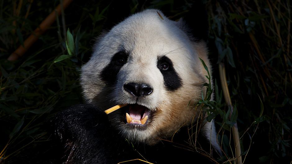 2017-01-12T141518Z_42563293_RC12774A7890_RTRMADP_3_SPAIN-ANIMALS