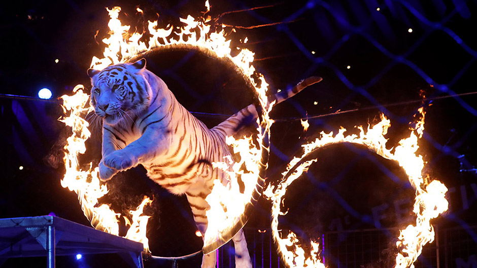 2017-01-25T022843Z_1137519376_RC14DCA09090_RTRMADP_3_MONACO-CIRCUS 11