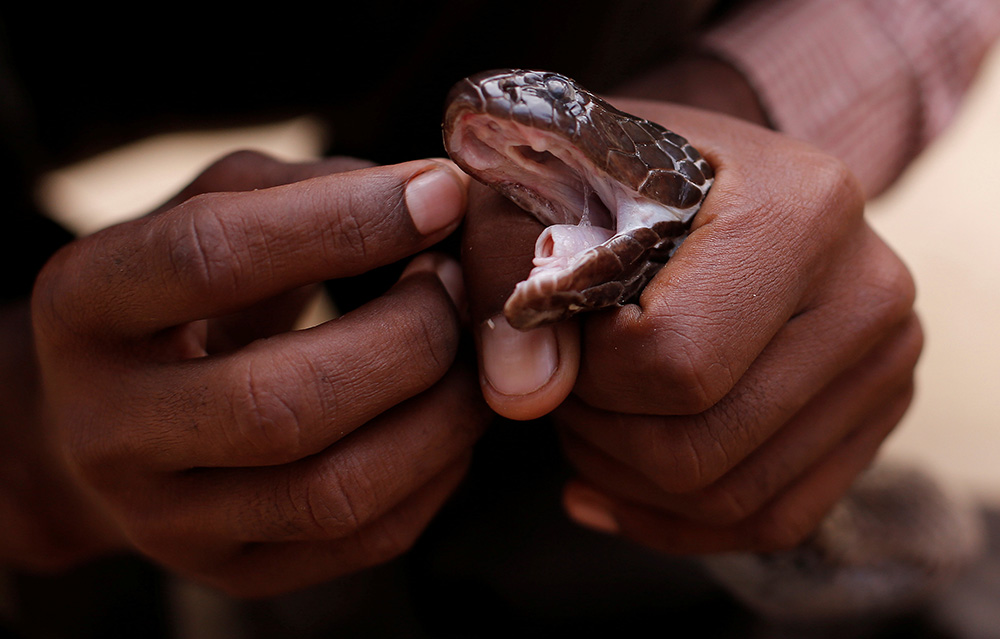 2017-01-25T130340Z_2143600417_RC150E020BB0_RTRMADP_3_INDIA-SNAKECHARMERS