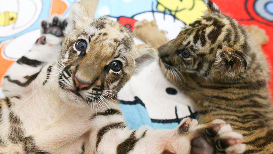 2017-01-30T063810Z_958385422_RC155E718BA0_RTRMADP_3_LUNAR-NEWYEAR-THAILAND-TIGER-CUB 11