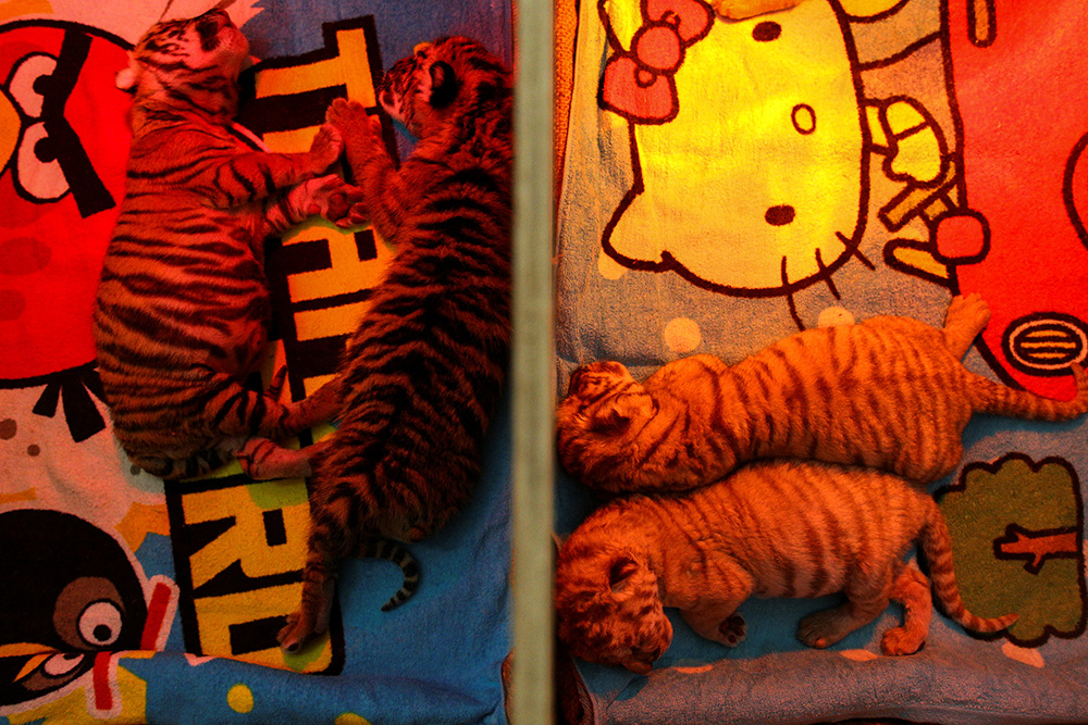 2017-01-30T063952Z_1125769338_RC1283736980_RTRMADP_3_LUNAR-NEWYEAR-THAILAND-TIGER-CUB