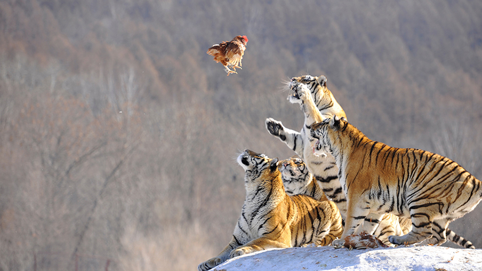 2017-02-10T083049Z_1027822596_RC1E17933860_RTRMADP_3_CHINA-ANIMALS 110